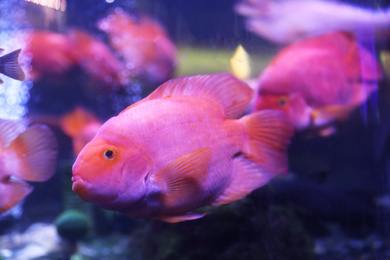 Beautiful blood parrot cichlid fish in clear aquarium