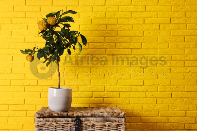 Photo of Idea for minimalist interior design. Small potted bergamot tree with fruits on wicker chest near bright yellow brick wall, space for text