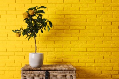 Idea for minimalist interior design. Small potted bergamot tree with fruits on wicker chest near bright yellow brick wall, space for text