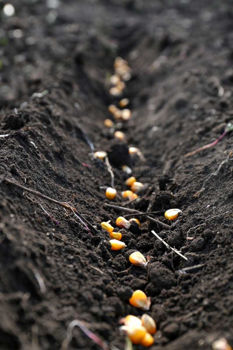 Corn seeds in fertile soil. Vegetables growing