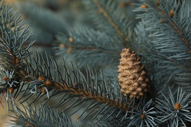 Blue spruce branches with cone outdoors, closeup
