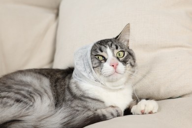 Photo of Cute cat with ear wrapped in medical bandage on sofa indoors