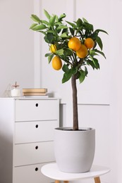 Idea for minimalist interior design. Small potted lemon tree with fruits on table indoors