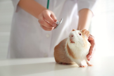 Female veterinarian examining guinea pig in clinic, closeup