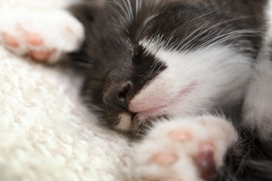 Cute baby kitten sleeping on cozy blanket, closeup