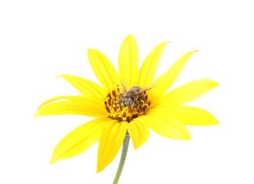 Beautiful honeybee and flower on white background