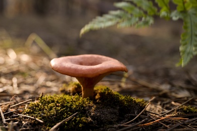 Fresh wild mushroom growing in forest, closeup view