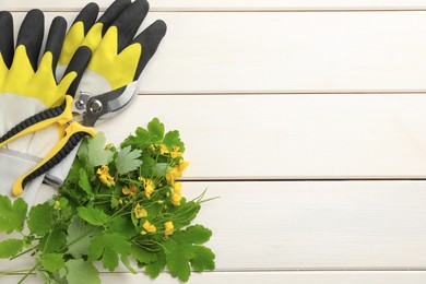 Photo of Celandine with gardening gloves and pruner on white wooden table, flat lay. Space for text