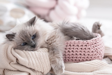 Photo of Cute cat with knitted blanket in basket at home. Warm and cozy winter