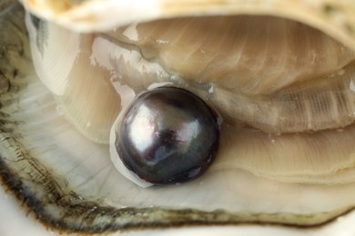 Open oyster with black pearl, closeup view