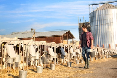 Worker with bucket and calves on farm. Animal husbandry