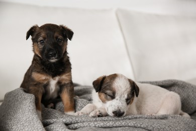 Cute little puppies on soft grey plaid