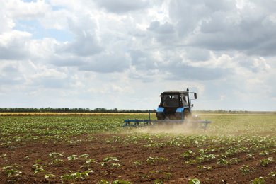 Photo of Modern tractor cultivating field of ripening sunflowers. Agricultural industry