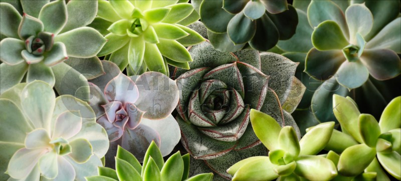 Image of Different beautiful succulents as background, top view. Banner design