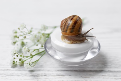 Snail, jar with cream and baby breath flowers on white wooden table, closeup
