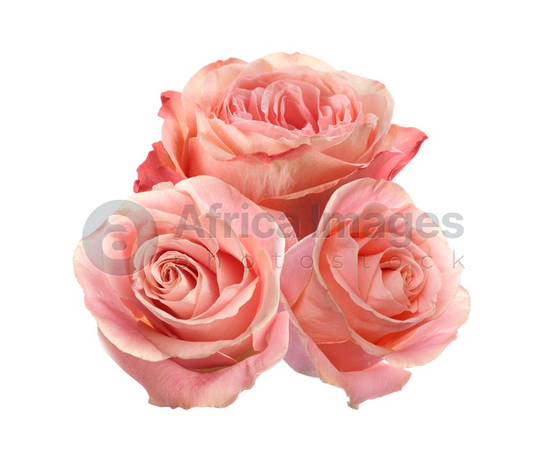 Beautiful aromatic pink roses on white background