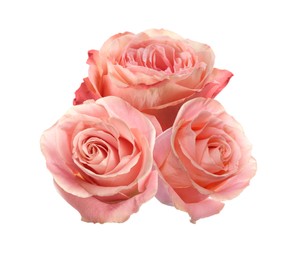Beautiful aromatic pink roses on white background