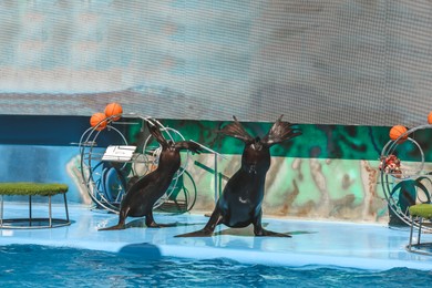 Cute sea lions showing tricks near pool at marine mammal park