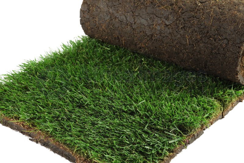 Rolled sod with grass on white background, closeup