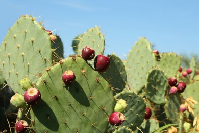 Photo of Beautiful prickly pear cacti growing outdoors on sunny day, closeup