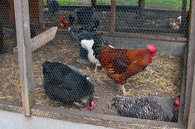 Photo of Beautiful rooster and hens in cage on farm
