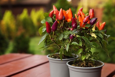 Capsicum Annuum plants. Potted rainbow multicolor chili peppers on wooden table outdoors against blurred background. Space for text