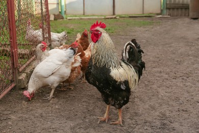 Photo of Many beautiful hens and rooster in farmyard. Free range chickens