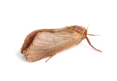 Photo of Brown common clothing moth isolated on white