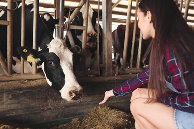 Photo of Young woman near cow on farm. Animal husbandry