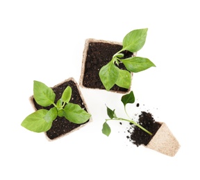 Photo of Vegetable seedlings in peat pots isolated on white, top view