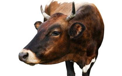 Image of Beautiful brown cow on white background, closeup. Animal husbandry