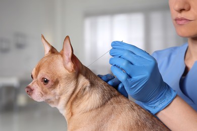 Veterinary holding acupuncture needle near dog's neck in clinic, closeup