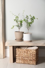 Simple room interior with young potted pomegranate trees