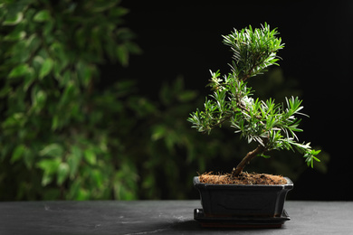 Japanese bonsai plant on grey table, space for text. Creating zen atmosphere at home