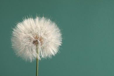 Photo of Beautiful fluffy dandelion flower on green background, closeup. Space for text