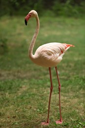 Photo of Beautiful greater flamingo in zoo. Wading bird