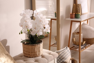 Beautiful potted white orchids in room. Interior design