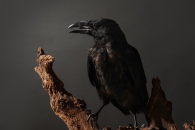 Beautiful common raven perched on wood against dark background
