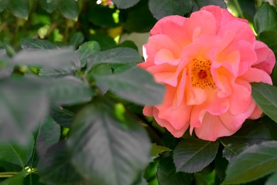 Photo of Bush with beautiful blooming pink rose in garden, closeup