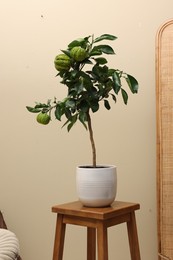 Photo of Idea for minimalist interior design. Small potted bergamot tree with fruits on wooden table near beige wall indoors