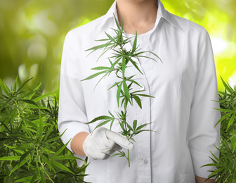 Doctor holding hemp plant in field, closeup