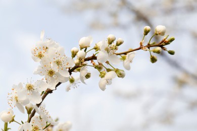 Branch of beautiful blossoming plum tree outdoors, closeup. Spring season