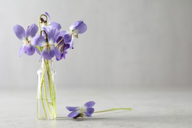 Beautiful wood violets on light grey background, space for text. Spring flowers