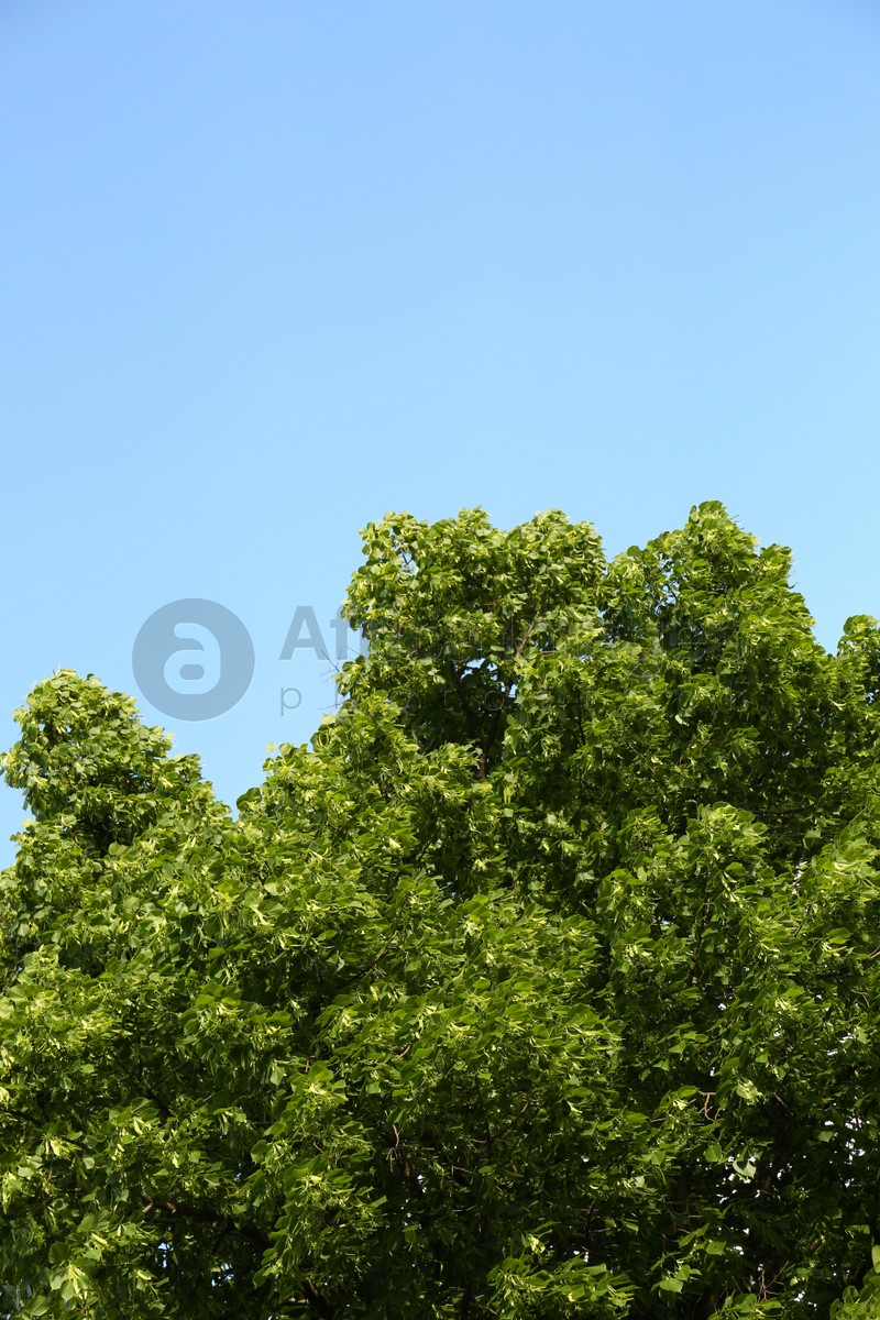 Beautiful blossoming linden tree outdoors on sunny spring day, space for text