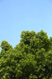 Photo of Beautiful blossoming linden tree outdoors on sunny spring day, space for text