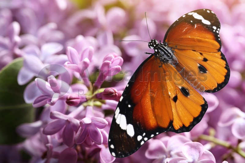 Image of Amazing plain tiger butterfly on lilac flowers, closeup