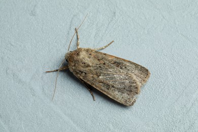 Paradrina clavipalpis moth on light grey textured background, closeup