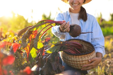 Woman harvesting fresh ripe beets on farm, closeup