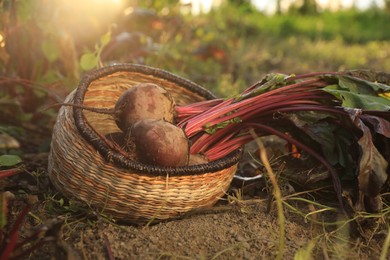 Photo of Fresh ripe beets in wicker basket on ground at farm