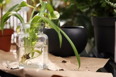 Photo of Exotic house plant in water on table
